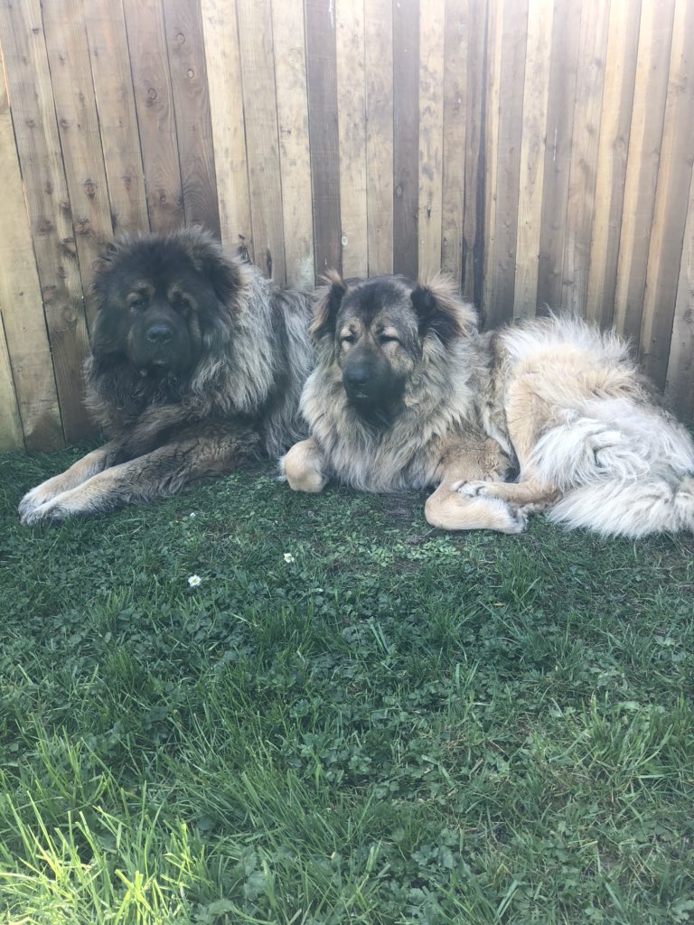 Rolf_Rhea's tweet photo. @Kraturescuedog @tvfan2019accou1 We are from Transylvania too but we live in Ireland now 😘 kisses for Kratu ❤️ https://t.co/QytPiOhaye