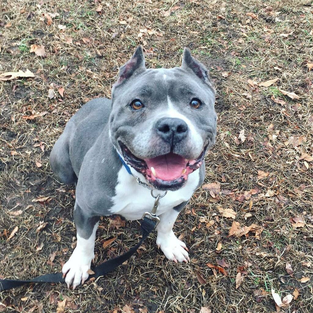 Happy Monday from the smiling face of adoptable Flame 😁❤️ #adoptme #flamethedog #newhavenanimalshelter .
.
.
#adoptadog #bestsmileever #rescuedogoftheday #adoptthecropped #dogsofct #nhv #adoptyourbestfriend #adoptapit #staffiesmiles instagr.am/p/B_xODIspO-b/