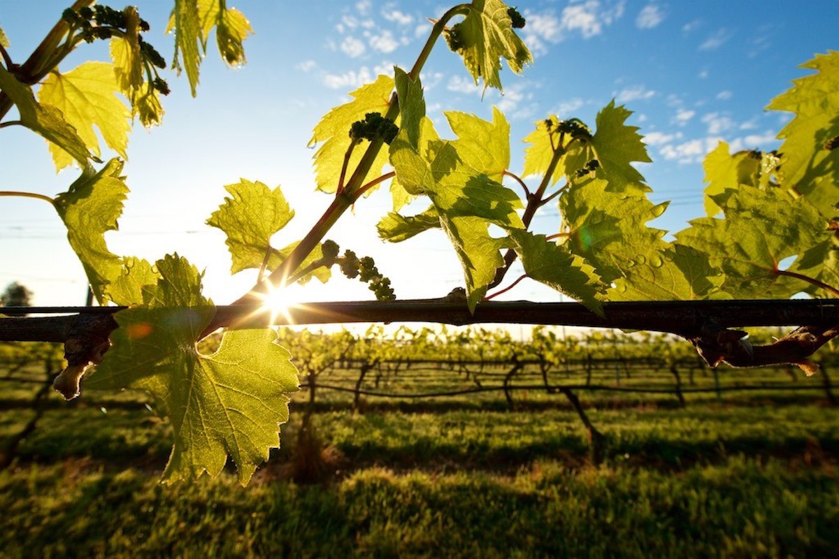 MyVanCity (@myvancity) on Twitter photo Shipping Offers and Take Out including Mother's Day Brunch and Dinner <a href="/UnsworthV/">Unsworth Vineyards</a> in beautiful Cowichan Valley #ShiptoSip with Unsworth Vineyards - myvancity.ca/2020/05/04/shi… Shipping Offers and Take Out including Mother's Day Brunch and Dinner <a href="/UnsworthV/">Unsworth Vineyards</a> in beautiful Cowichan Valley #ShiptoSip with Unsworth Vineyards - myvancity.ca/2020/05/04/shi…