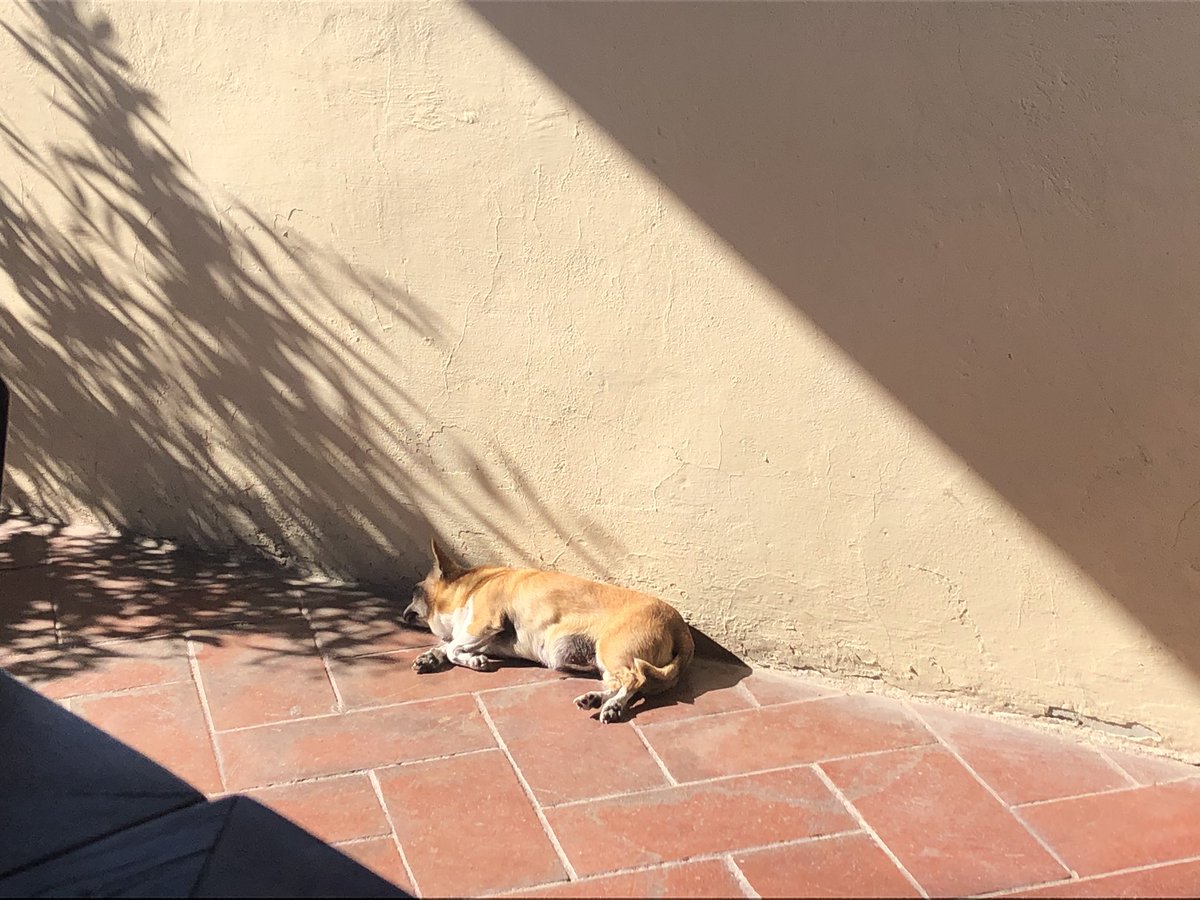 john_hoenig's tweet photo. Dog day afternoon https://t.co/uDJUkQtrCG