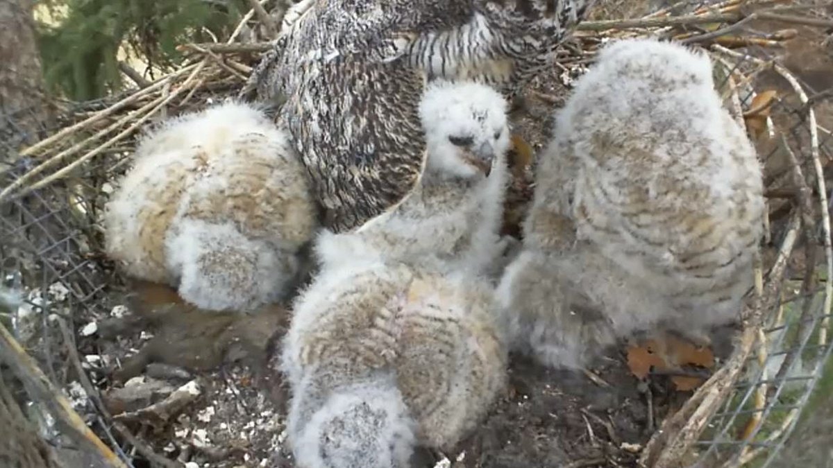 EllisNatCentre's tweet photo. We are attempting to raise $ to replace the unreliable owlcam with a high quality system. You can donate via cheque (Box 5090, Lacombe, AB T4L 1W7) or donate through Canada Helps https://t.co/mR8T26RBlx. All donations are tax deductible. Thank you for your support! https://t.co/OIrUehCNGD