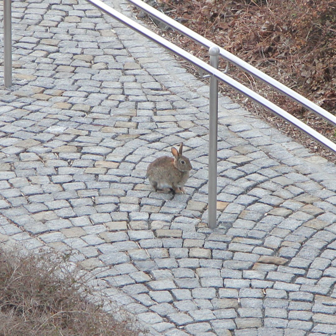 Die Natur kommt näher.

Auch unsere kleinen Langohren, aus der Nachbarschaft merken, dass hier gerade etwas anders ist, als sonst. Sie werden immer neugieriger und trauen sich ans Haus noch näher heran.

So schön an zu sehen!