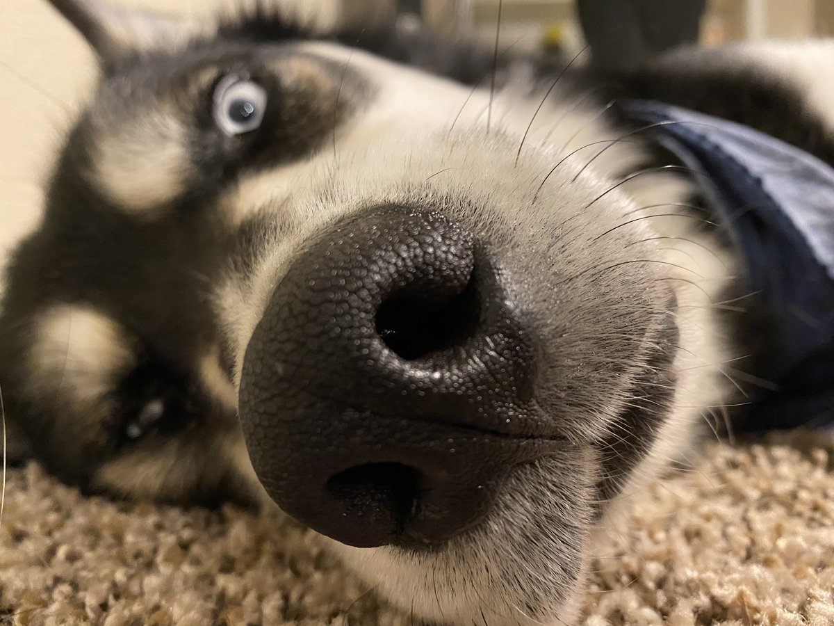 bmargetich's tweet image. Kona the Husky in repose #snootaboop