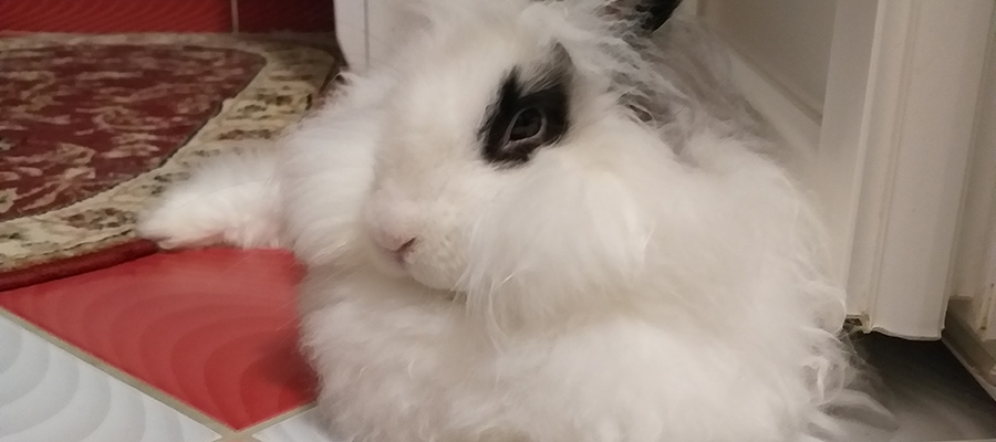 FriendsArthur's tweet photo. Panda being lazy during the day and active at night we always find her sleeping in different places in the house.   #angorabunny #angorarabbit #bunny #bunnygirl #bunnylife #bunnyoftheday #petbunny #petrabbit #rabbit #rabbitgirl #rabbitlife #rabbitoftheday https://t.co/R9PWASMAaR https://t.co/fq2tuvNH9s