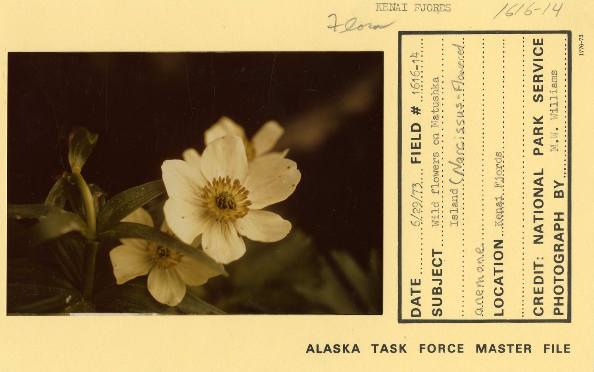 ArchivesNYC's tweet photo. @Hagley_Library @AGRCatMTSU @tnstatemuseum @StrangersHall @Lynn_Museum @AncientHouseMus @UChicagoArts @MuseuPR @RosaParksMuseum @MabryHazenHouse Thanks for the advice @Hagley_Library! We can't guess the theme @AncientHouseMus kicked off either but we'd like to share this pic from Matushka Island AK. Let's get @Denver_Archives on the โ๏ธ to keep this round of #MuseumTelephone going. #MuseumGames
๐ธhttps://t.co/OtJ0DS3kPr https://t.co/5bFL6QrL90