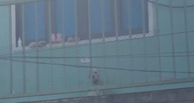 VeroFretesa's tweet photo. Hola!! Quiero hacer una denuncia. Hay un perrito atado en ese mismo lugar desde hace un tiempo, come y hace sus necesidades en ese mismo lugar. Hasta cuando llueve le dejan ahí, ya le hablamos a la dueña pero no nos hizo caso. Y no sabemos a quien recurrir, me ayudan con un RT? https://t.co/vEf8qaPZYw