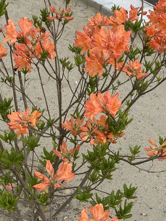 やけに植物に詳しい悟空 على تويتر そうだな おめぇのいうとおり毒のあるレンゲツツジだと思うぞ シワシワの葉っぱが特徴的だな 炎みてぇなお花もきれぇだ