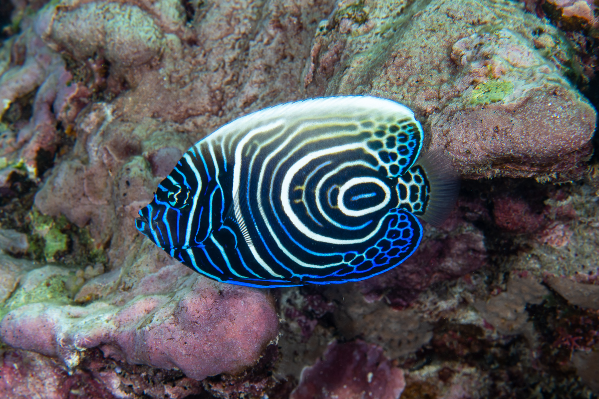CoralReefFish's tweet photo. Unlike filthy blennies, the royalty of angelfishes (Pomacanthus imperator) is stunning in every color phase, this one is just slightly younger than the other one I posted awhile ago... #NotFilthy https://t.co/fRaWhgx7fF