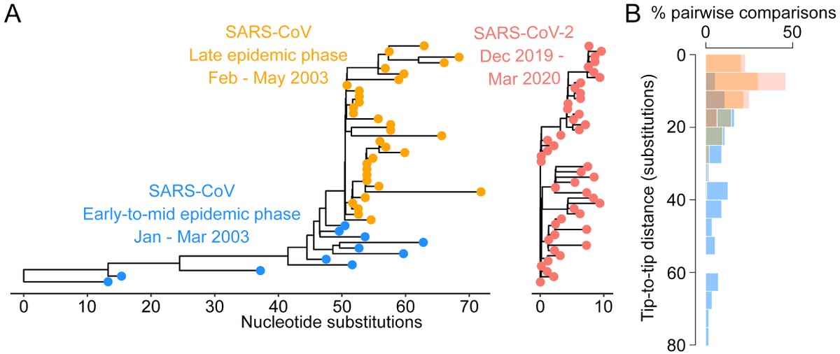 First Tweetorial. We first noticed that, over similar 3 month periods, SARS-CoV-2 (COVID-19) is less genetically diverse than SARS-CoV (2003). From Jan-Mar 2003, SARS-CoV genomes diverged by up to 85 nt. In comparison, from Dec-Mar 2020, SARS-CoV-2 genomes diverge by 15-25 nt.