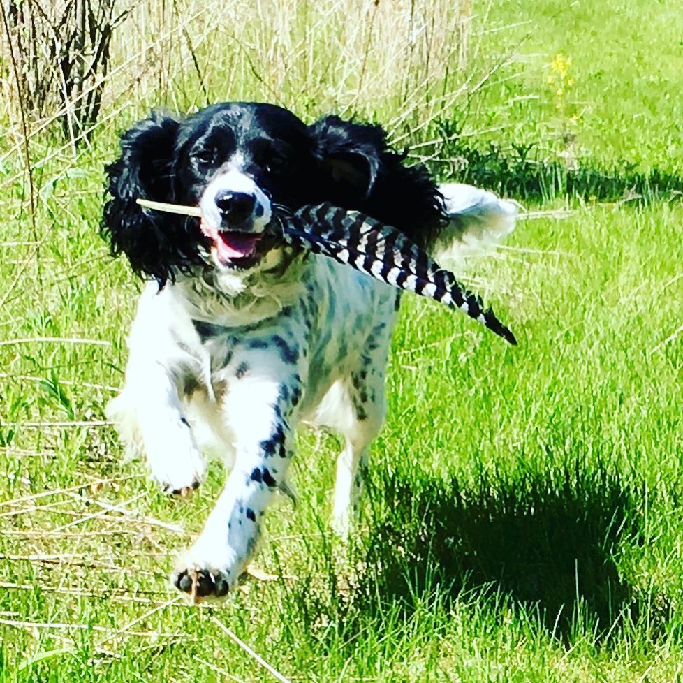 AskSteenbock's tweet photo. Second day of finals ๐ช ! Here is therapy dog Molly. When not visiting #UWMadison sheโs living her best life in nature. Sheโs wishes you all ๐ and hopes you get to play outside soon! #sitstaystudy #studystrong https://t.co/DcUNWh8xw8
