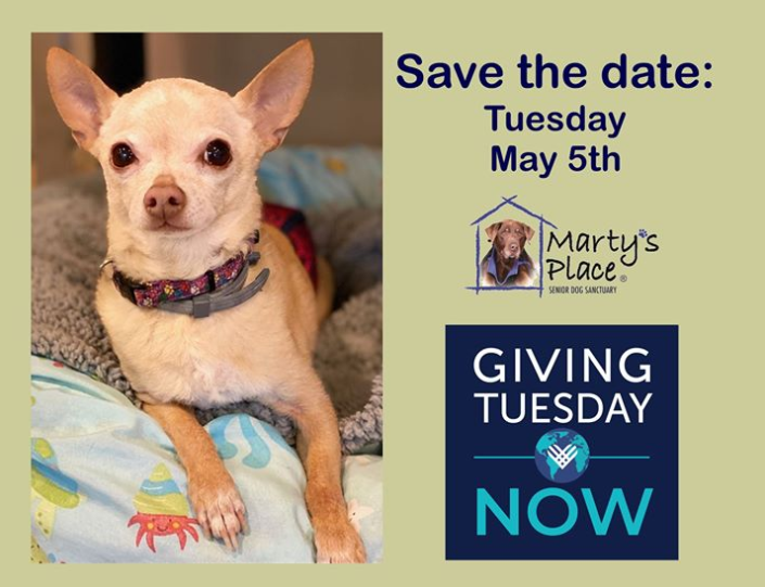 KathySully28's tweet photo. #givingtuesday  @martys_dogs provides forever homes for senior dogs. #COVID 19 has impacted Marty’s outreach and fundraising dramatically. During Giving Tuesday, please consider Marty’s. #charity #donations #nonprofit #youcanhelp #dogs 
https://t.co/meKNwqfZyL https://t.co/CYUqXOf2ch