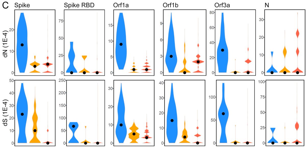 SARS-CoV-2 (red) resembles late epidemic SARS-CoV (yellow) after adaptive mutations had developed in the early epidemic phase of SARS-CoV (blue). Attn to Orf1a, Orf3a, and the spike, which were under positive selection to adapt to new hosts in the 2002-2004 SARS outbreaks.