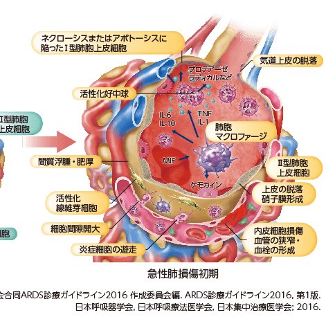 Can On Twitter 型上皮細胞 が脱落した場合は 型上皮細胞が 型上皮細胞に分化することが知られています 新型コロナはace2を発現している 型上皮細胞 を攻撃しますが それに分化する幹細胞 Sp C Cd90 C Kit E Cadherin Lgr6 も見いだされており