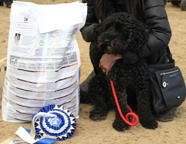 Have you entered your dog into Penny Farm's online dog show? All proceeds from this fun event, which will take place this bank holiday weekend, will help care for their 77 horses🐎 

Find out how you can buy your ticket here: bit.ly/pennyfarmdogsh…