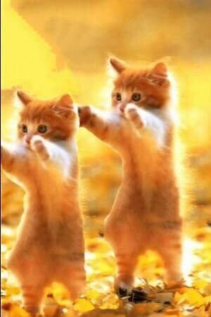 vision_watanabe's tweet photo. 👽👽🙌😲
われわれにゃぁ～🐱
#cat #neko #猫 #ねこ #ネコ
#ฅ•ω•ฅﾆｬﾆｬｰﾝ✧(ฅ•ω•ฅ) https://t.co/RaDcBq1UnW