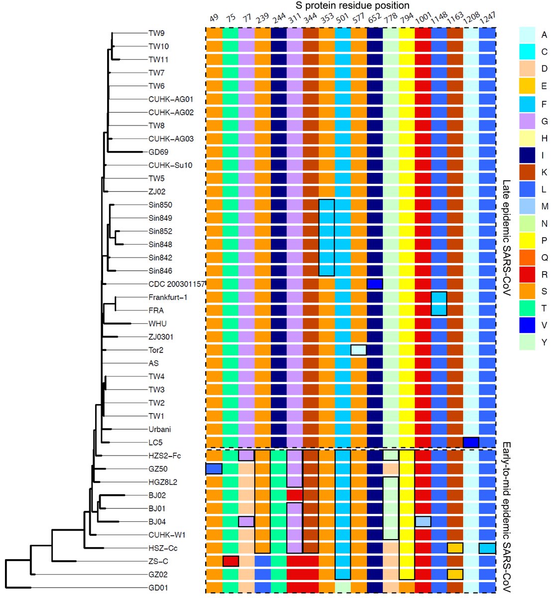 Focusing on the SARS-CoV spike, which binds to the host receptor (ACE2) to allow cell entry, you can see the numerous adaptive mutations that evolved and eventually dominated the late phase of the epidemic. The earliest isolate is at the bottom row.