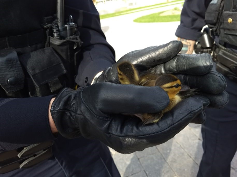 Guelph Police Service tweet media