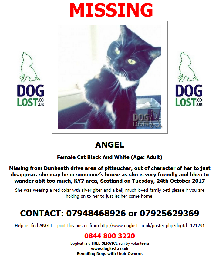 blacklab115's tweet photo. #FindAngel #FindBella #Findbenji #FindPepper #Missing #Cats https://t.co/6uL8k6F3pP