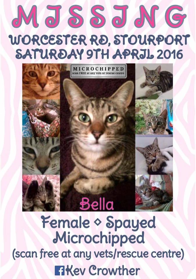 blacklab115's tweet photo. #FindAngel #FindBella #Findbenji #FindPepper #Missing #Cats https://t.co/6uL8k6F3pP