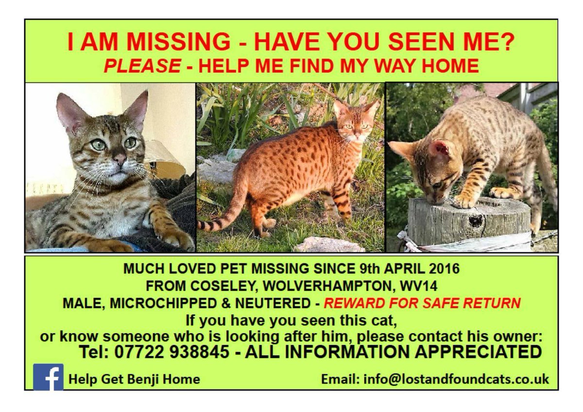 blacklab115's tweet photo. #FindAngel #FindBella #Findbenji #FindPepper #Missing #Cats https://t.co/6uL8k6F3pP