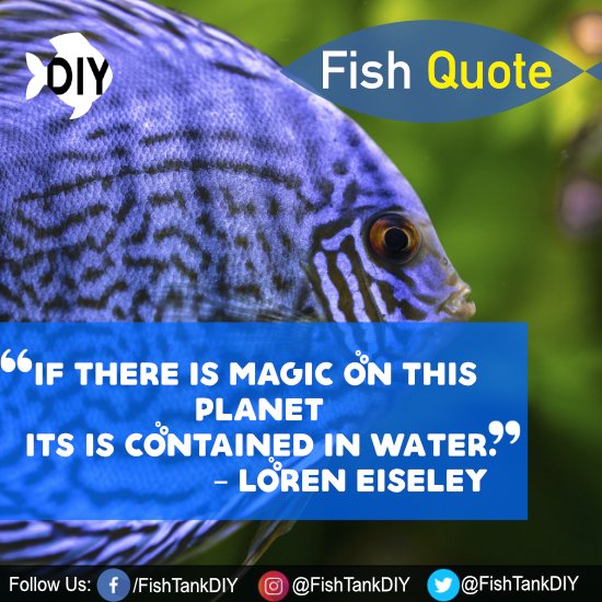 FishTankDIY tweet picture