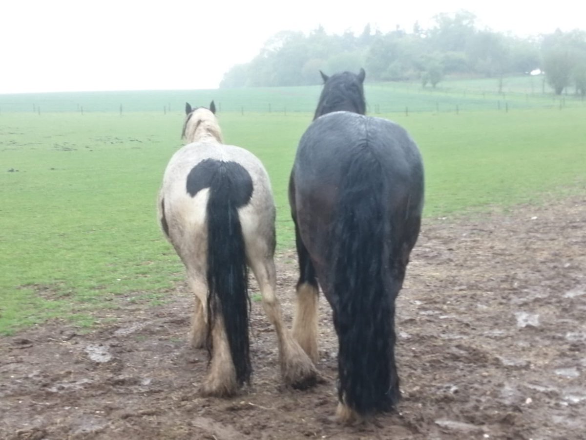 NorthFarmStud's tweet photo. Charlie &amp; Dylan did not get the memo about social distancing! #StaySafeStayHome https://t.co/7SF9tUwyrC