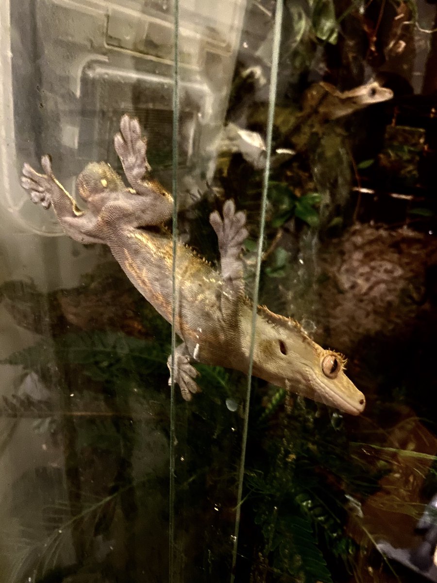 デグーの尻尾がきれました