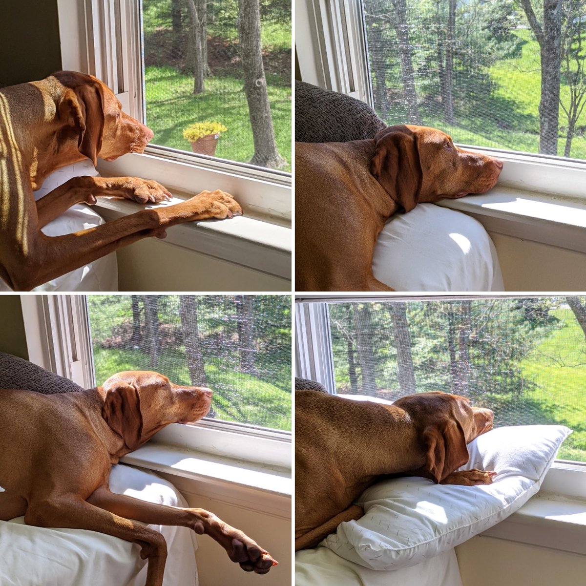 Last week Argos was leaning on the windowsill for smells & sunshine. So, understanding craving the outdoors, I moved the guest bed under the window. Earlier he was laying directly on the window track, so now he's got a pillow for his face, too. #NotSpoiledAtAll #CopperCatastrophe
