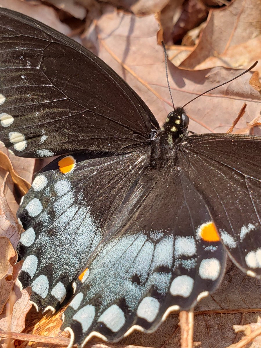 SexyUncleDave's tweet image. Pandemic or no, I'm #bugchasing