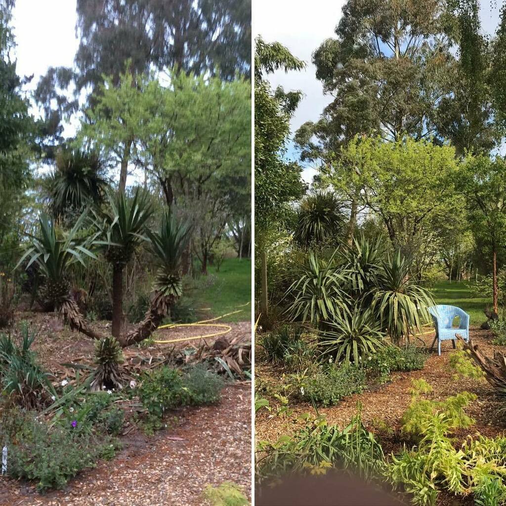 Exoticgardenco's tweet photo. Before &amp; after my yucca had a 💇‍♂️ haircut. #suffolkcoast. #AldeValley, #RiverAlde, https://t.co/w4WRBUUMya https://t.co/NyYUmHIw3Y