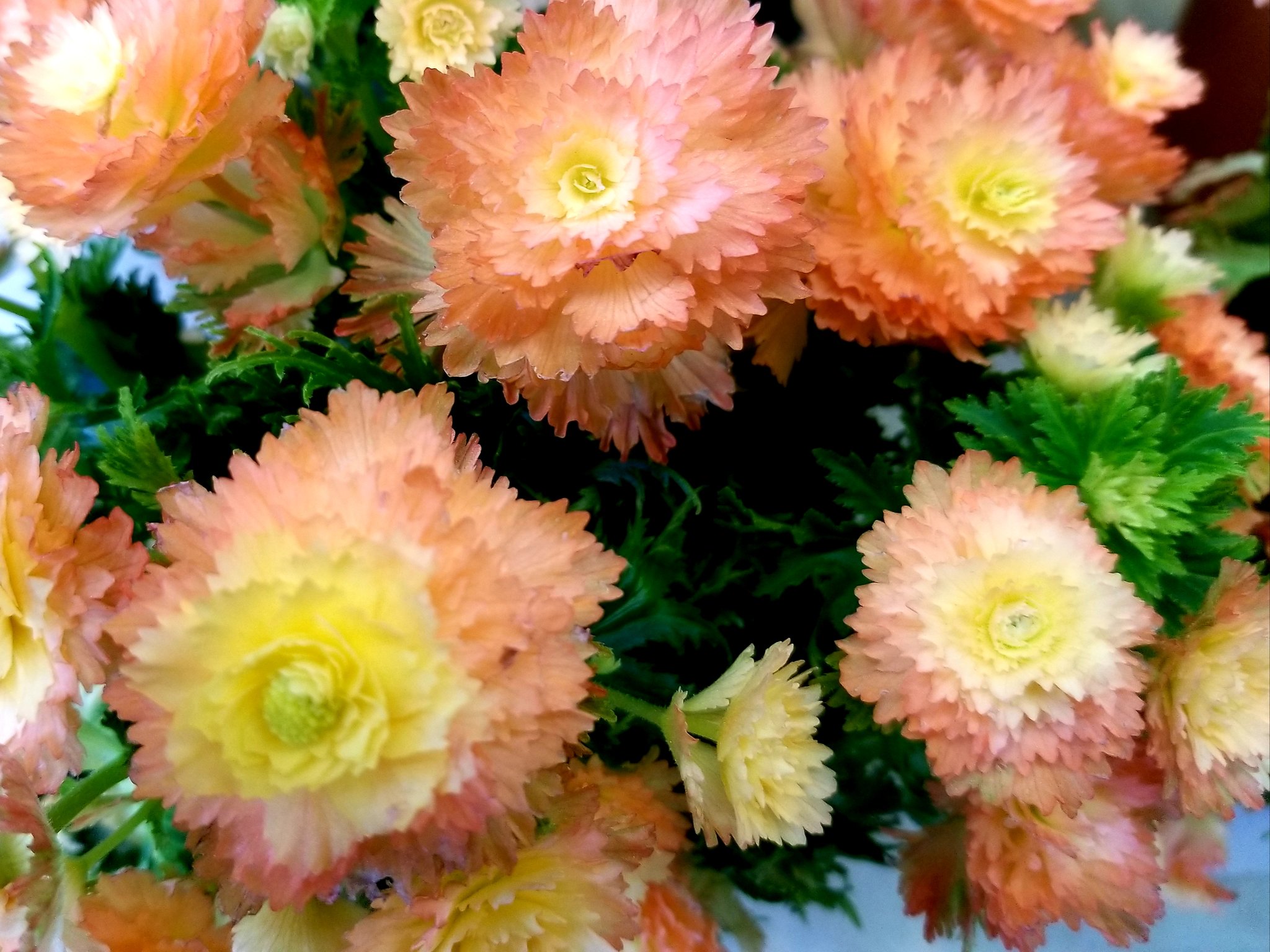 花凛𓂃 𓈒𓏸 ꕤ 花写真 リーガースベゴニア 花言葉 全般 片思い 愛の告白 ˊᗜˋ T Co 93yloirjzw Twitter 花凛𓂃 𓈒𓏸 ꕤ 花写真 リーガースベゴニア 花言葉 全般 片思い 愛の告白 ˊᗜˋ T Co 93yloirjzw Twitter
