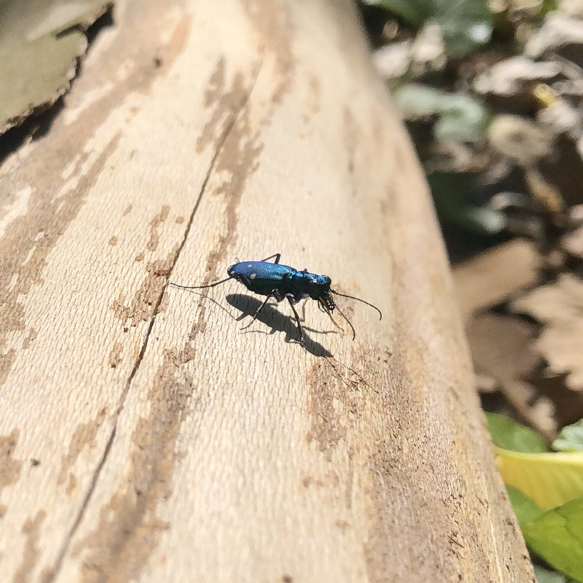 TheBugChicks's tweet photo. I watched this interaction for a solid five minutes before the beetle gave up and left the mite alone. I snapped one last picture of the beetle... and the I left it alone. #weekendbughunt #bugdork https://t.co/QfJ4uJ4pGK