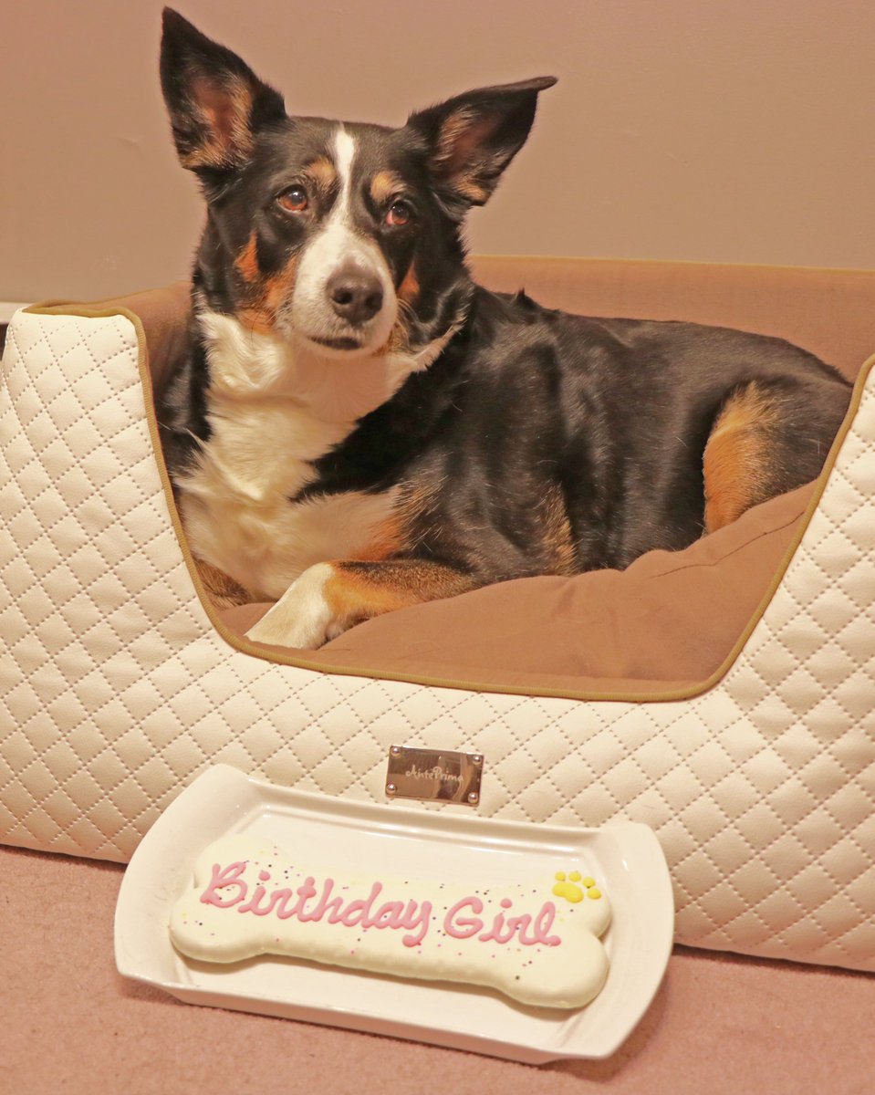 Happy 9th Birthday to Lucy.  She's not a Newfoundland dog, but she lives in Newfoundland. <a href="/dog_rates/">WeRateDogs</a> <a href="/IvePetThatDog/">I’ve Pet That Dog</a> <a href="/dog_feelings/">Thoughts of Dog</a>