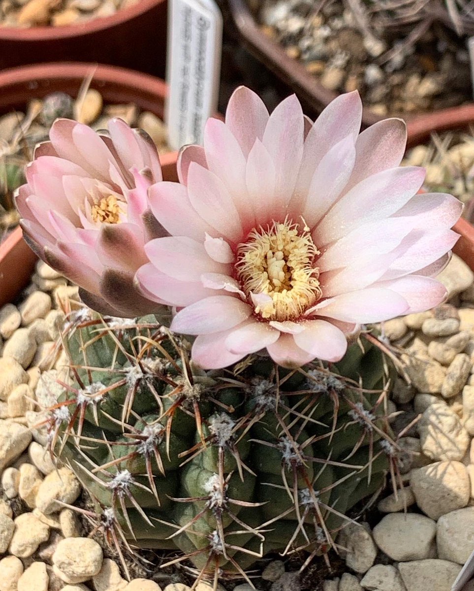 ginnyclaire006's tweet photo. Today’s new flowers -Astrophytum Myriostigma cv Onzuka, Notocactus Tabularis hybrid, Gymnocalycium Gaponii B42 and Gymnocalycium Quelianum ...... 💚🌵#Cactus #cacti #cactusflower #cactusuk #cacticollection https://t.co/QdiXrun5Gp