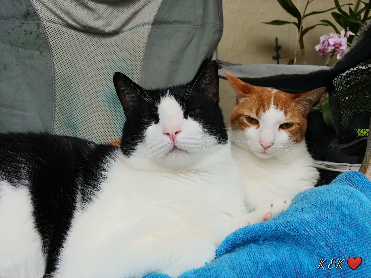 <a href="/Angeladilanzo/">Mia Panfur 😺</a> <a href="/LuckyDaPuppyCat/">Dobby #RIPLucky 🌈 💖</a> @PebblesPuss2014 <a href="/3coolkatz/">KAL #RIP Marie🌈🙌🏼🌟</a> <a href="/CoolChloee/">Angel Chloee🌈💔😢 & Calli 💖</a> <a href="/chalkymacalpi/">Chalky Choo Choo, Married To Marie ❤️ 🚂</a> <a href="/mhmelbourne/">Penny, Sam #RIPMrTibbs/Minnie🌈 😿💔🕯️</a> @lena_valentin_ <a href="/JaxAcrocat/">JAX ACROCAT</a> <a href="/Betty_Boo_Kat/">Prince Toby & Princess Betty #OTRB</a> <a href="/TheCatMalice/">Malice & Mayhem🩵#ZSHQ</a> <a href="/RealCatAttack/">Othello & Leia</a> @marv_kempleton <a href="/crosseyedollie/">Pablo and Nori 🤍 RIP Ollie 💫 💔</a> <a href="/MoetBlindCat/">Moet the Blind Cat</a> <a href="/PanfurSquad/">PanfurSquadHQ</a> <a href="/leo_thetabby/">✨Leo ✨</a> <a href="/_Demonia_/">🖤Smooch, Pablo (Blade & Fantom💔 (OTRB)🖤</a> <a href="/lampwireslayer/">Buffy the Lampwire Slayer and Spike</a> <a href="/OfficialPanfur/">OscarThePanfur!</a> <a href="/fluffybasil/">Teddy, Pumpkin Pie & Magic</a> 🌺 Aloha our beautiful sisfur Mia 🌺 We're so glad you're back 😸😸 💕😽💕😽💕🌼🌻🌹🌺🌸💐🌴🌞