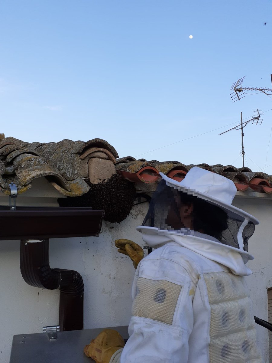 cuenca112's tweet photo. 04/05/20.-19:56 h. Enjambre de abejas en C/ Iglesia #Pozoseco. @cuenca112 @DipuCuenca, parque de #Motilla. Fin 21:24 h. https://t.co/LdvEq5iQpF
