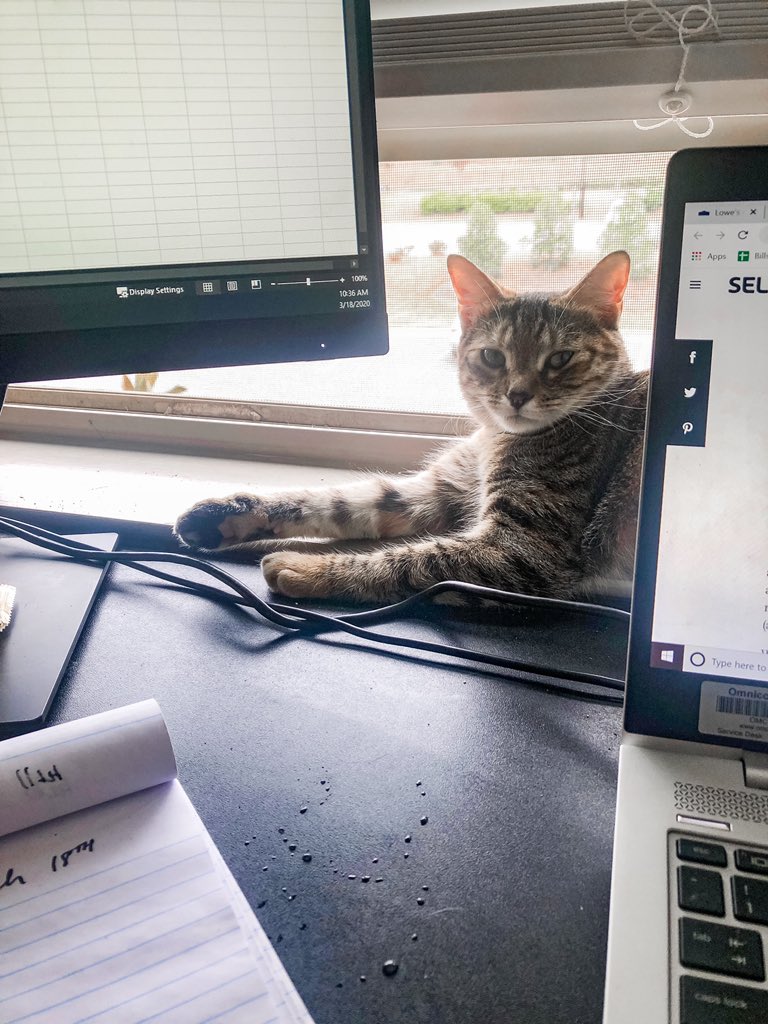 rmagency's tweet photo. #PetsOfGoodness: We’ll call this photo series, “Two hoo-mans working from home, two desks, two cats, same problem.” 😹 This is #workingfromhomewithcats #MeowMonday 🐾🐈 https://t.co/Qf8Rhwggbv