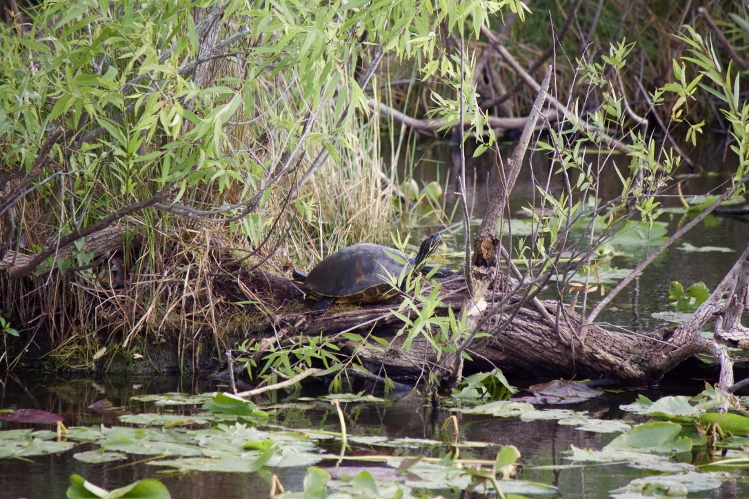 17(/18?). florida red-bellied cooter & ? cooter.* y'all, i'm gonna be honest, i have no idea if i ID'd this turtle correctly. when i zoomed in very closely it looked to me as if its top jaw was notched, which is what i based the ID off of. the other one was too poor quality for