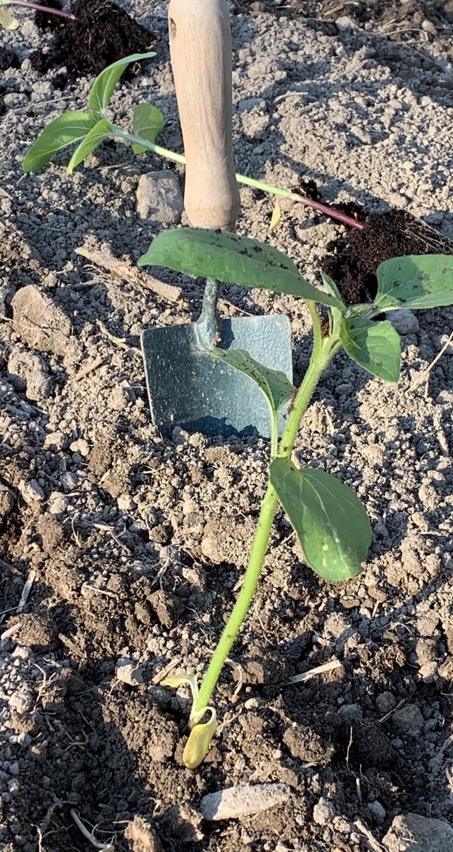 🌻🌻🌻all in a line
<a href="/GardeningGent/">James Field</a> #SunflowerChallenge