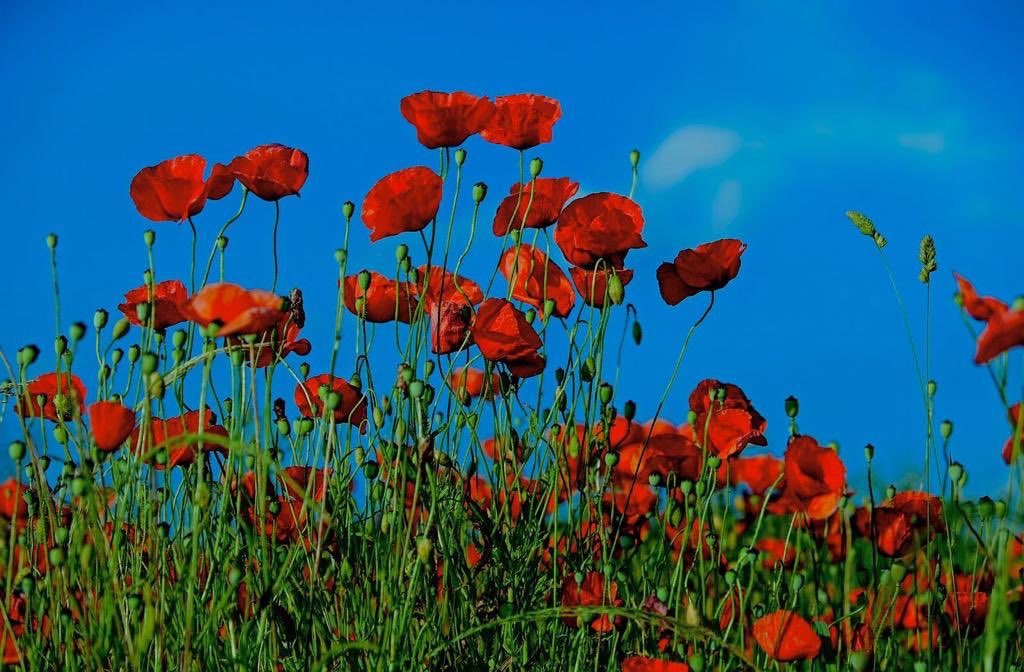 enzobianchi7's tweet photo. Ecco, sono fioriti i papaveri, fiori delicatissimi,
da contemplare, non da raccogliere
perché subito sfioriscono:
anche per questo sono simbolo
dell’amore passionale che dura poco 
ma incanta, emoziona, invade, travolge
e brucia come una fiamma. https://t.co/kG3mkXhEkk