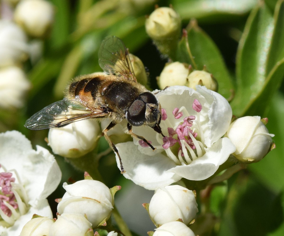 DaveyManMcG's tweet image. We humans might be locked down but the wildlife around us certainly isn&apos;t lalows.blogspot.com/2020/05/lockdo… #WildBlogs #Blackpool #FyldeFuture #NorthernGreenhouse