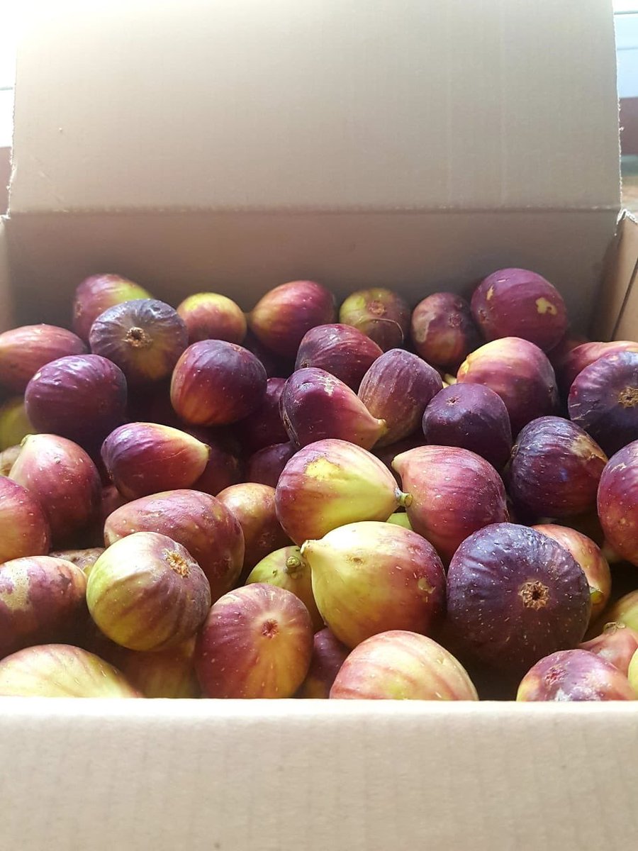 تتقدم البيدار للخدمات الزراعيه  بالشكر الجزيل لاخ علي الراسبي

 ((عضو شبكة البيدار الزراعيه ))

لوفرة محصول التين 
واخذه بنصائح والارشادات التسميد والوقائيه من الآفات 

والبيدار للخدمات الزراعيه مستعده بالوقوف مع المزارعين لتحقيق اهدافهم في مجال الزراعه