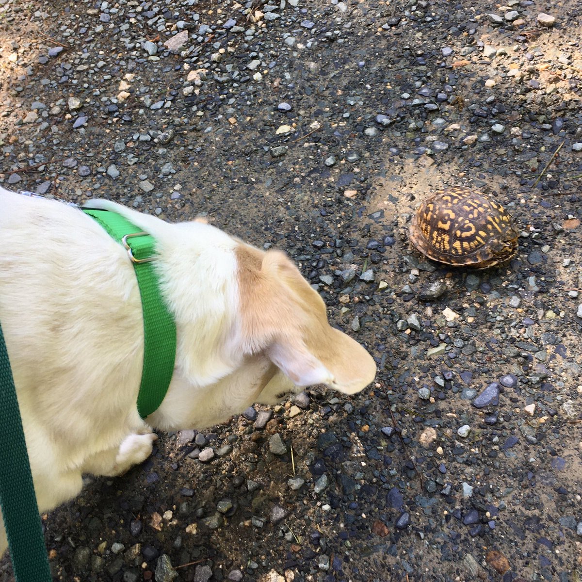 PoindexterPark's tweet photo. Paulie got to meet a #boxturtle on our jog this morning. At first he “posed” near it without even noticing it, but was quite surprised once I pointed it out! He mostly inspected from a distance and wouldn’t dare take a closer sniff! 🤣

#newfriends #labhoundmix #labbeaglemix https://t.co/s2OuTCZOCw