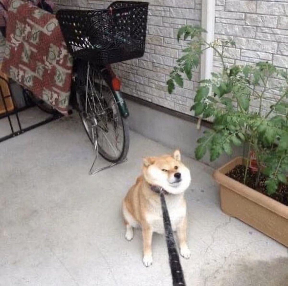 That feeling when Wisp teleports you out in the middle of a teamfight you're winning.