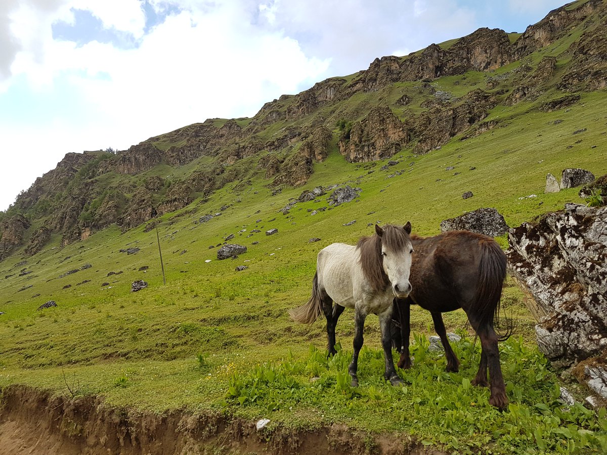 trekparasite's tweet photo. We are together in this race,
It's a matter of difference in our direction! 
Keeping the differences aside,
We can have a walk together! 

#Jumla #trek #trekking #animals #NaturePhotography #trekparasite #Himalayas #Mountains #Nepal https://t.co/3CbSxaUgoh