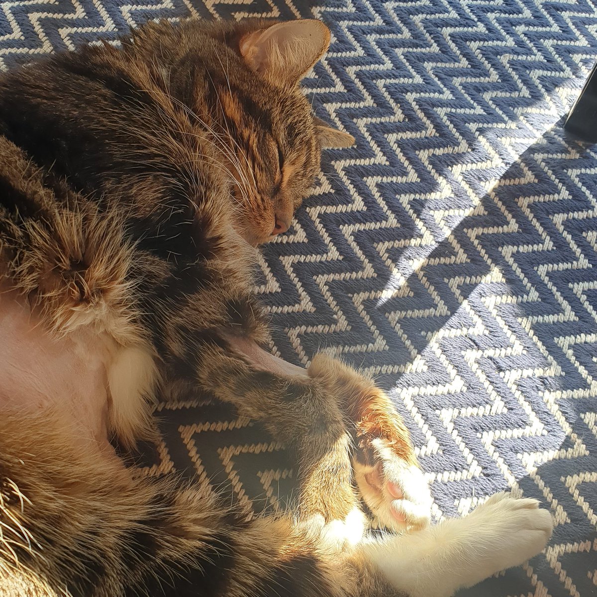 PoppetLily's tweet photo. That's Monday sorted..... what's everyones plans this week? 
#CatsOfTwitter #CatsOfTheQuarantine https://t.co/8P6QrU33wF