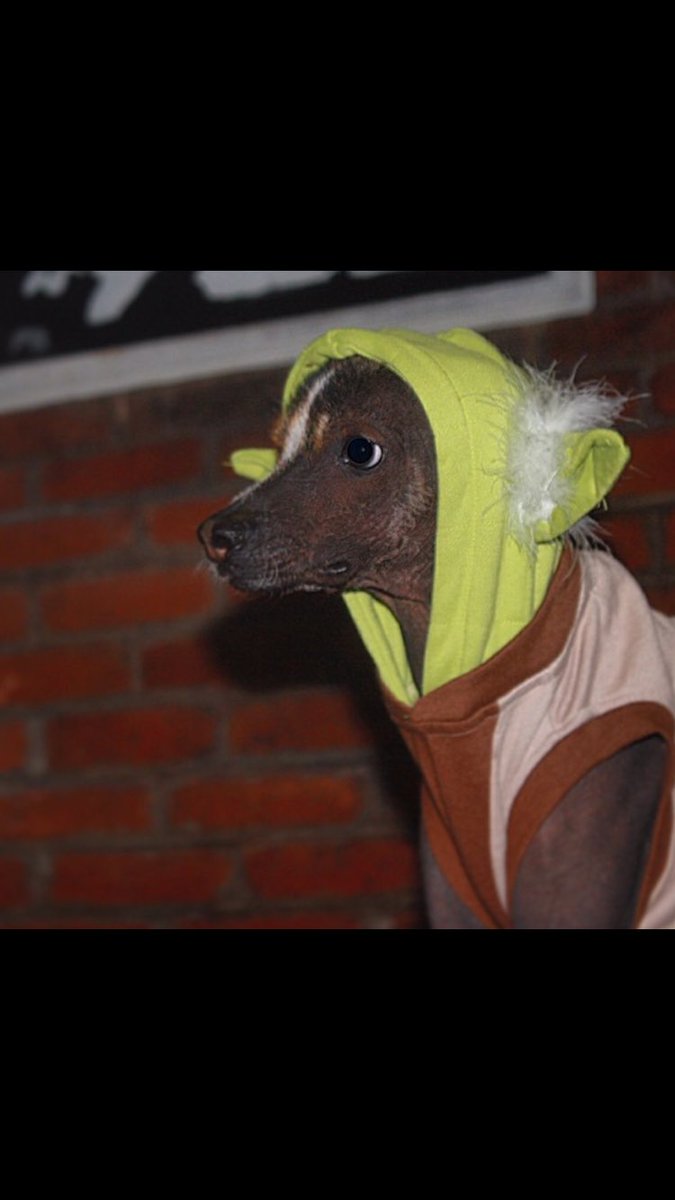 Cuyaitor's tweet photo. @marthadebayle @ruzo A nuestro Xolo Silverio lo volvimos Fan ! 💚 https://t.co/rAZVeI6gKw
