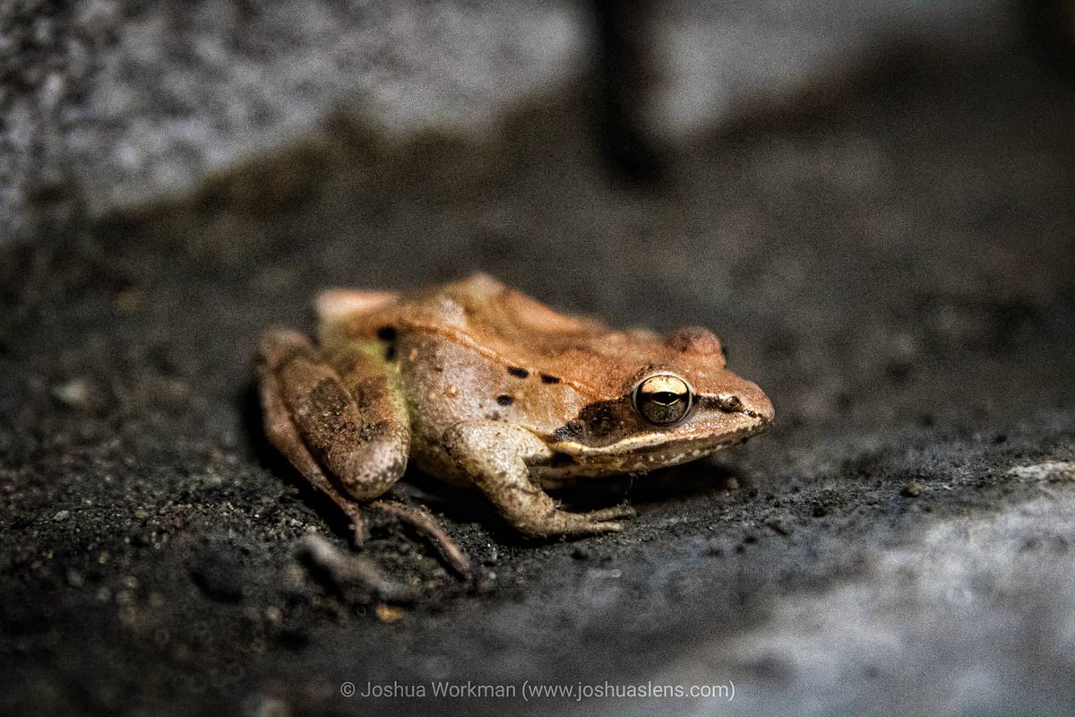 JRWPhotographer's tweet photo. #ohioodnr #ohio #ohiophotography #ohiophotographer #ohioisbeautiful #theohiocollective #naturalohio #myohioadventure #ohiofinditthere #ohioexplored #onlyinohio #letsroamohio #inspiredbyohio #midwestgrammers #roamohio #ohionature #discoverohio #ohiopw #bestofthebuckeyestate #canon https://t.co/MuG4GdeEYw