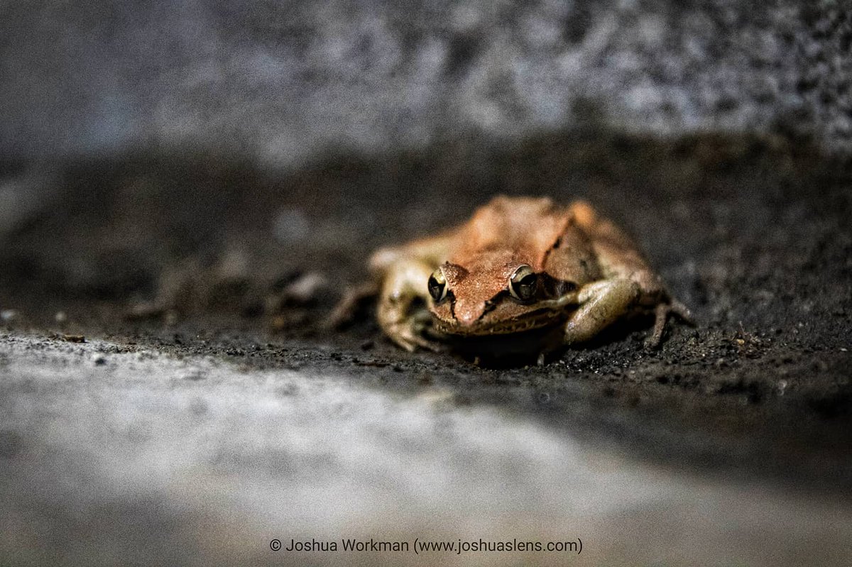 JRWPhotographer's tweet photo. #ohioodnr #ohio #ohiophotography #ohiophotographer #ohioisbeautiful #theohiocollective #naturalohio #myohioadventure #ohiofinditthere #ohioexplored #onlyinohio #letsroamohio #inspiredbyohio #midwestgrammers #roamohio #ohionature #discoverohio #ohiopw #bestofthebuckeyestate #canon https://t.co/MuG4GdeEYw
