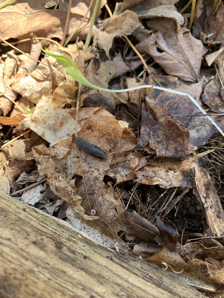uogarboretum's tweet photo. -Slug: slugs are gastropods, which means “stomach foot”. They move around using muscular contractions of their flat “foot” on the bottom of the slug. https://t.co/F2wX08wH3d